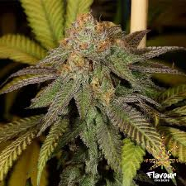 Bruce Banner Feminised Cannabis Seeds - Flavour Chasers