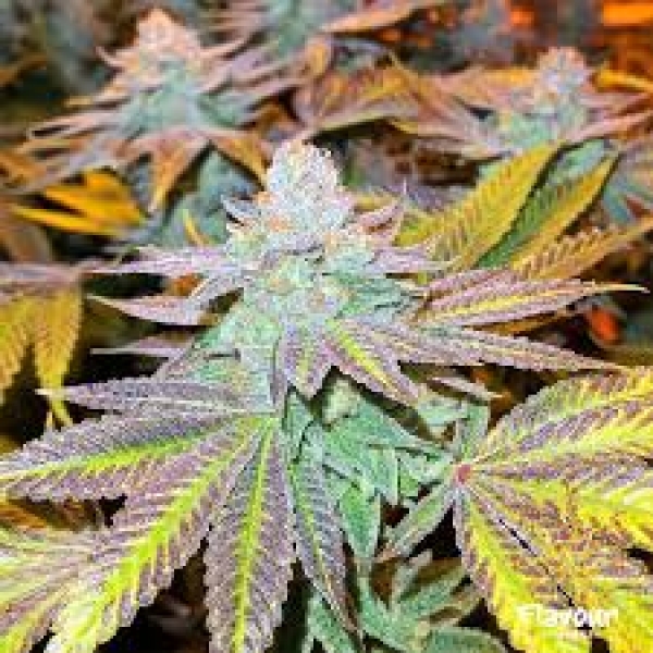 Zkittlez Glue Feminised Cannabis Seeds - Flavour Chasers