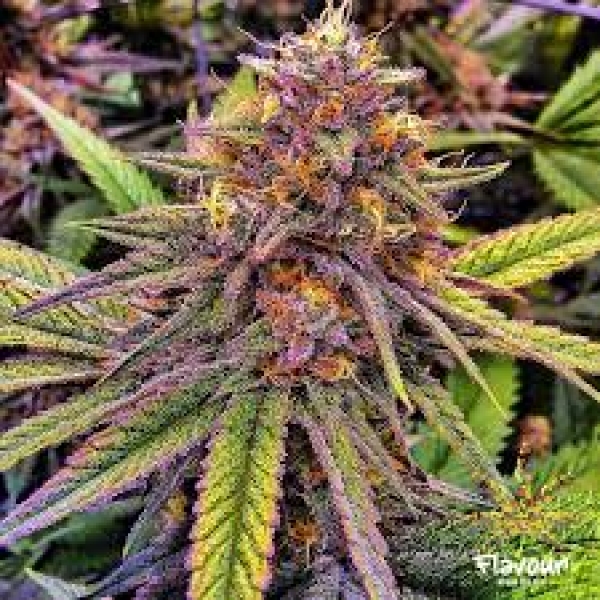 Gelato 41 Feminised Cannabis Seeds - Flavour Chasers.