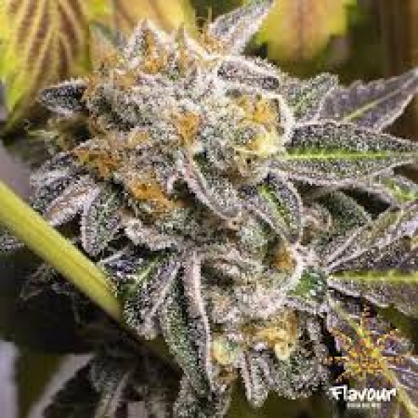 Purple Gelato Feminised Cannabis Seeds - Flavour Chasers.
