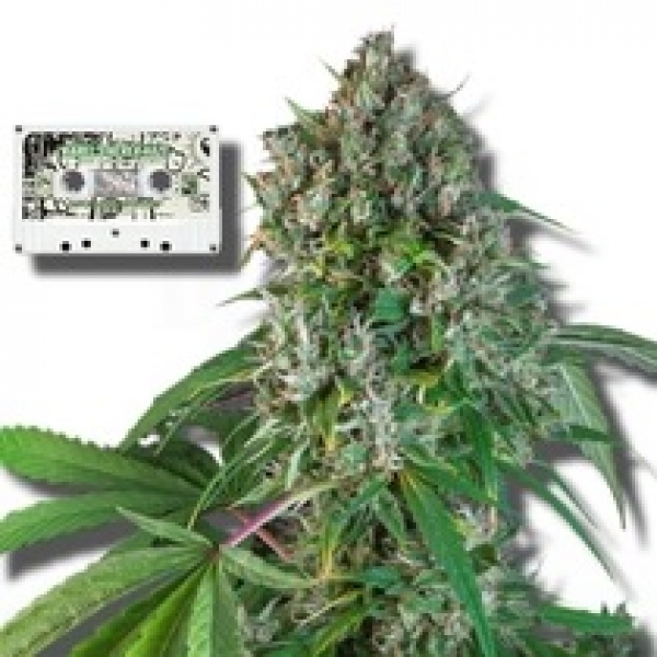 Northern Dragon Fuel Auto Feminised Cannabis Seeds - Super Sativa Seed Club