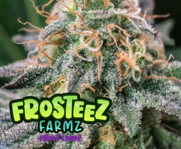  Froot Loopz Feminised Cannabis Seeds - Frosteez Farmz
