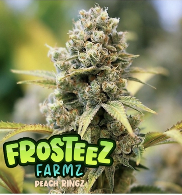 Peach Ringz Feminised Cannabis Seeds - Frosteez Farmz