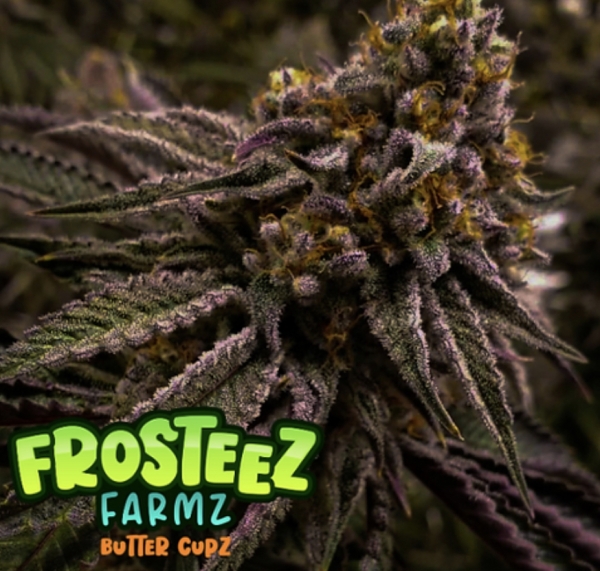 Butter Cupz Feminised Cannabis Seeds - Frosteez Farmz
