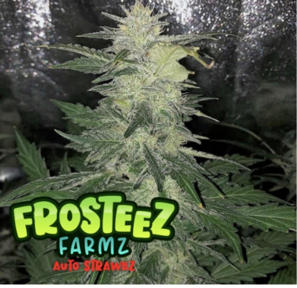 Auto Strawbz Feminised Cannabis Seeds - Frosteez Farmz