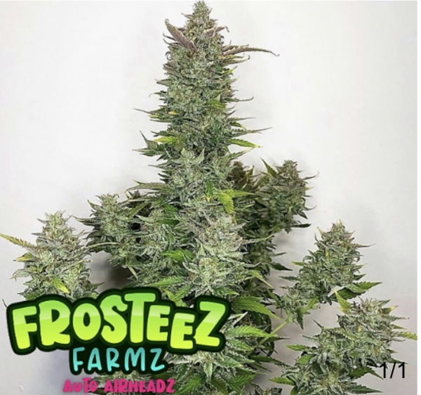 Auto Airheadz Feminised Cannabis Seeds - Frosteez Farmz