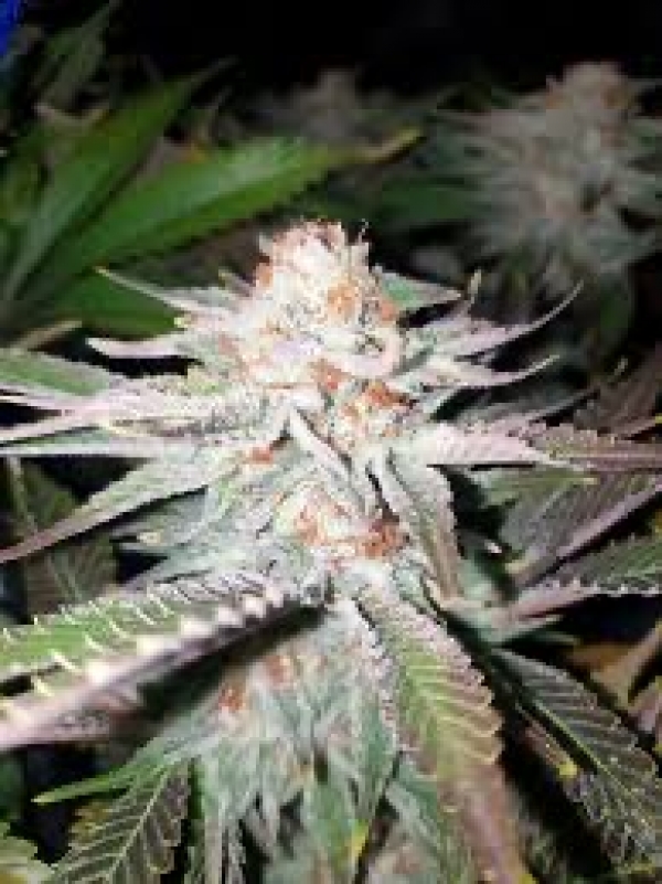 Vanilla Frosting Feminised Cannabis Seeds - BSB Genetics