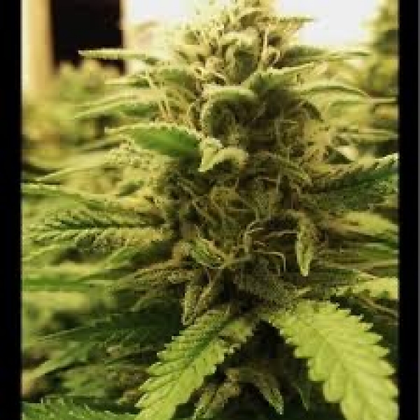 Bigfoot Glue Feminised Cannabis Seeds - Humboldt Seed Company