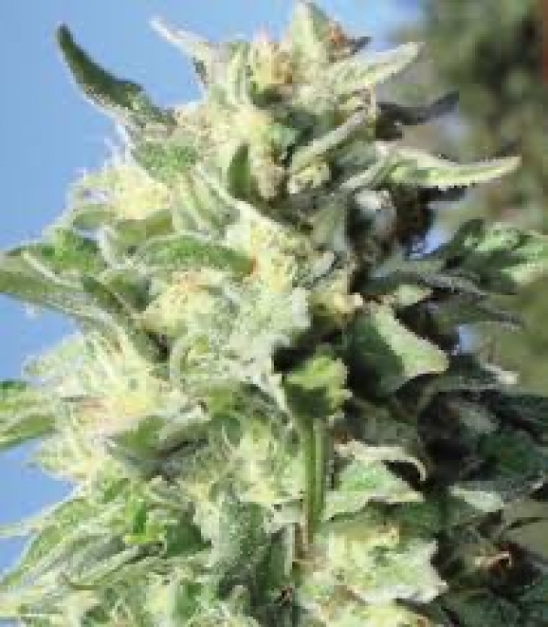 Blueberry Cupcake Feminised Cannabis Seeds - Humboldt Seed Company