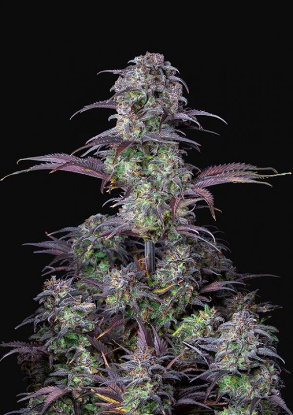 Auto Blueberry Feminised cannabis Seeds | Fast Buds Originals.