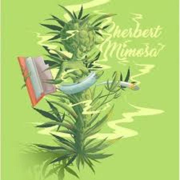 Auto Sherbert Mimosa Feminised Cannabis Seeds - Penthouse Cannabis Co.