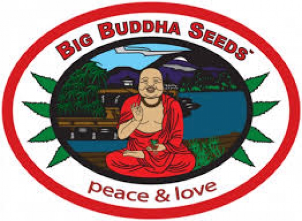 Kush Mintz Feminised Cannabis Seeds | Big Buddha Seeds 
