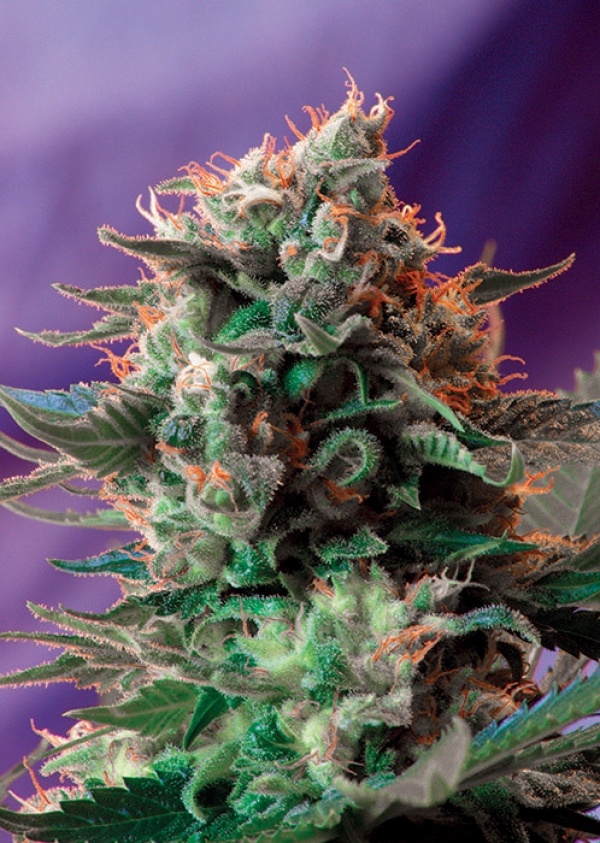 Jack 47 Feminised Cannabis Seeds | Sweet Seeds