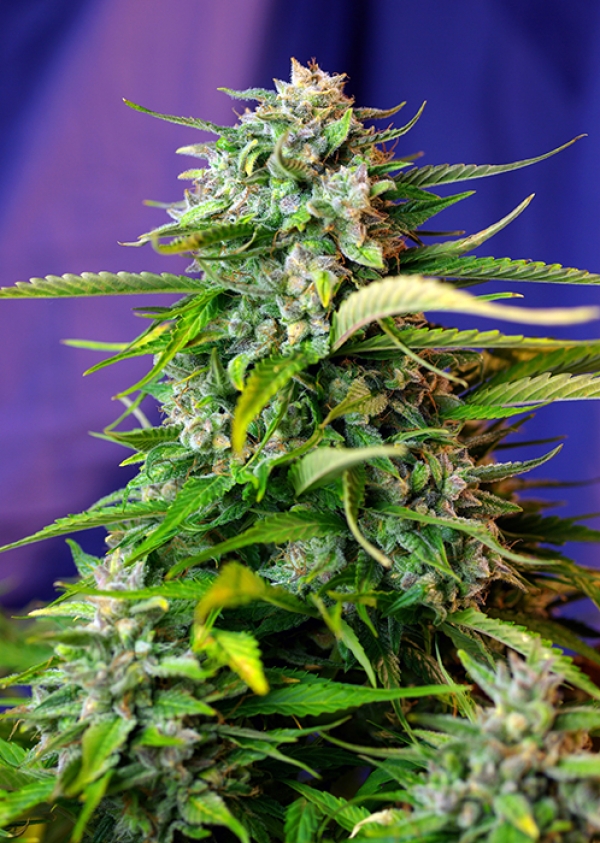 Auto Jack 47 Feminised Cannabis Seeds | Sweet Seeds ...