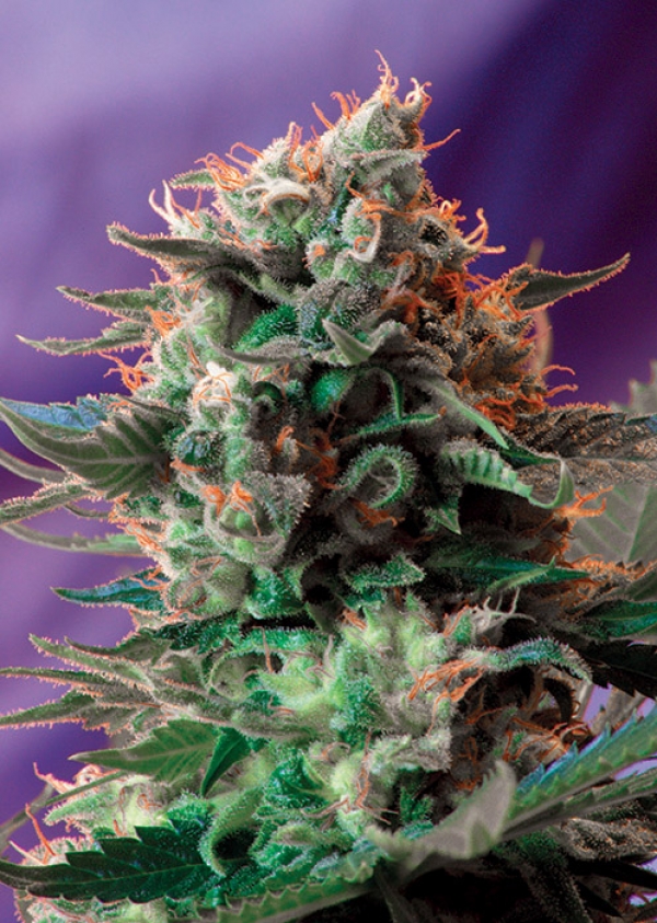 Jack 47 F1 Fast V Feminised Cannabis Seeds | Sweet Seeds