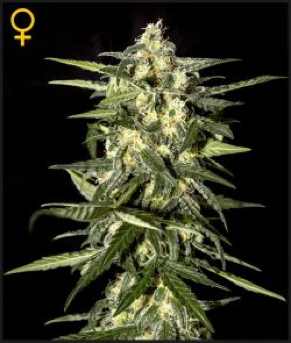 Jack Herer Automatic Feminised Cannabis Seeds | Green House Seeds