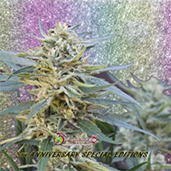 Jamnesia Haze Feminised Cannabis Seeds | Dr Krippling