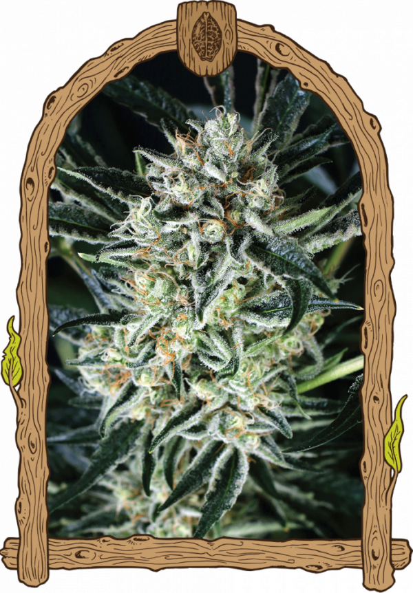 Jelly Bananen Feminised Cannabis Seeds | Exotic Seeds
