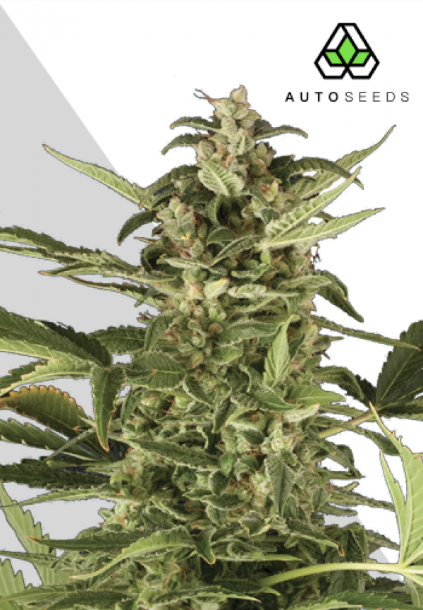 Juicy Lucy Autoflowering Feminised Cannabis Seeds | Auto Seeds 