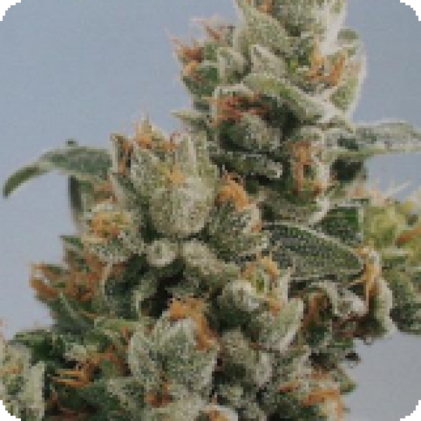 KC36 Feminised Cannabis Seeds | KC Brains Seeds