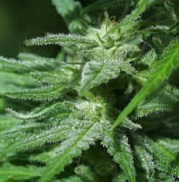 White KC Feminised Cannabis Seeds | KC Brains Seeds