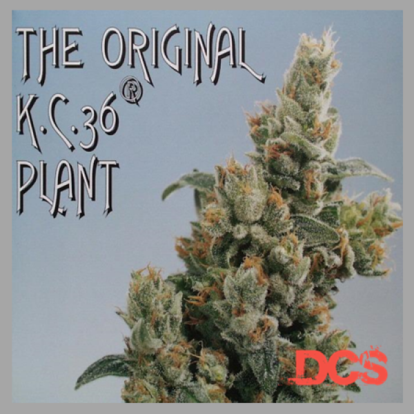 KC36 Regular Cannabis Seeds | KC Brains Seeds