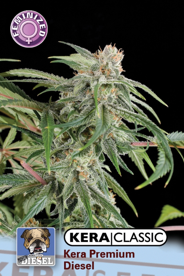 Premium Diesel Feminised Cannabis Seeds | Kera Seeds