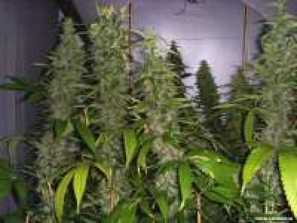 Kahuna Regular Cannabis Seeds | Soma Seeds