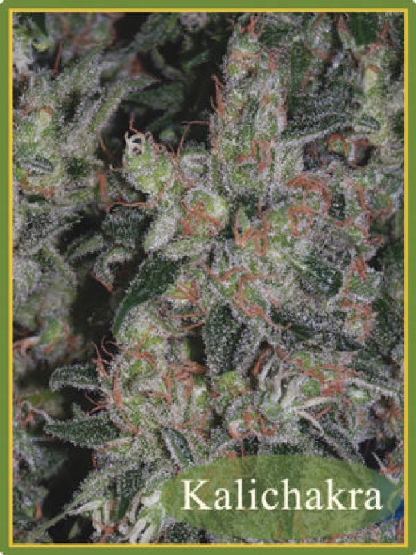 Kalichakra Regular Cannabis Seeds