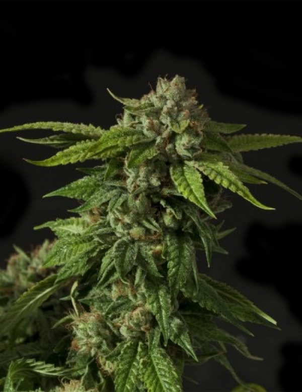 Khufu Regular Cannabis Seeds | Devil’s Harvest Seeds