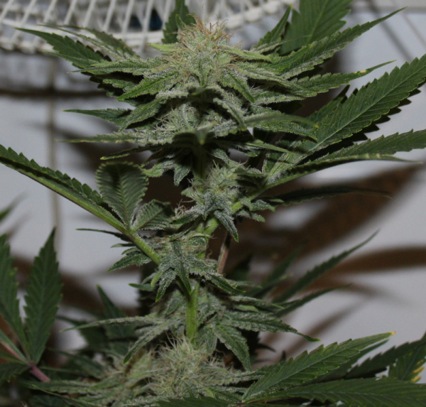 Krippy Kush Regular Cannabis Seeds | Purple Caper Seeds