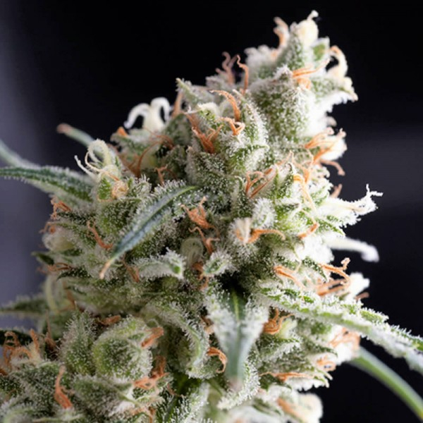 Kukulkan Feminised Cannabis Seeds | Pyramid Seeds