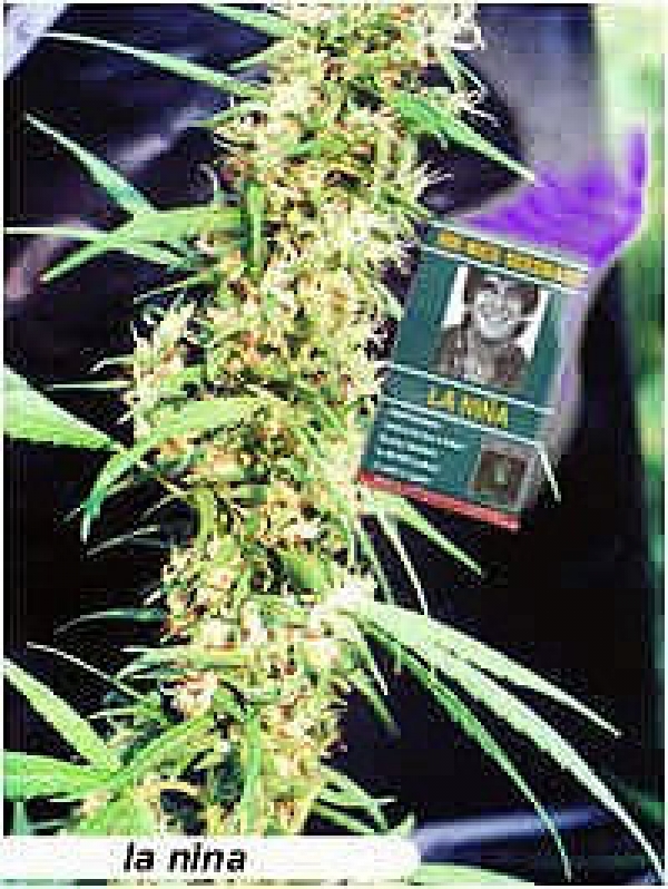 La Nina Regular Cannabis Seeds | Mr Nice Seeds