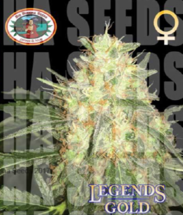 Legends Gold Feminised Cannabis Seeds | Big Buddha Seeds 
