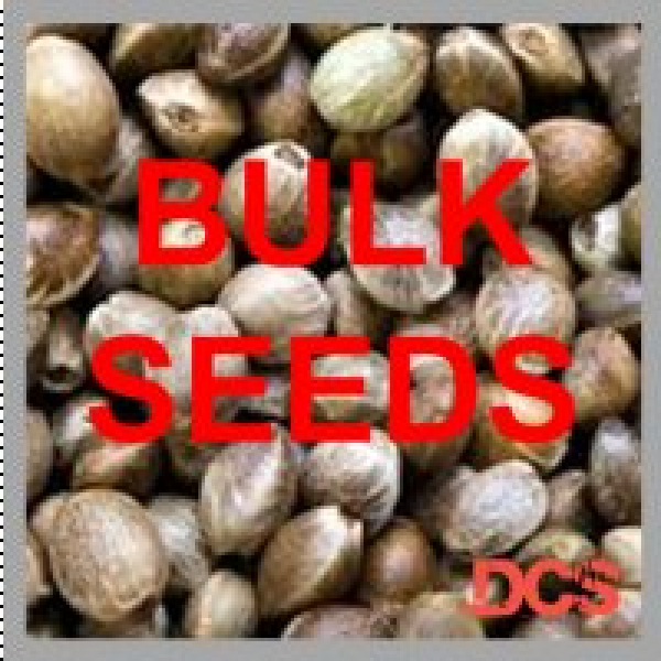 Bulk Cannabis Seeds from Discount Cannabis Seeds