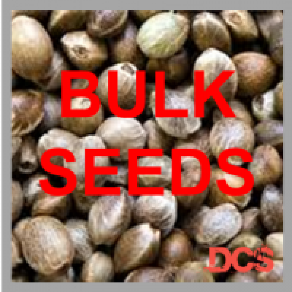 Do-Si-Dos Feminised Cannabis Seeds  | 100 Bulk Seeds 