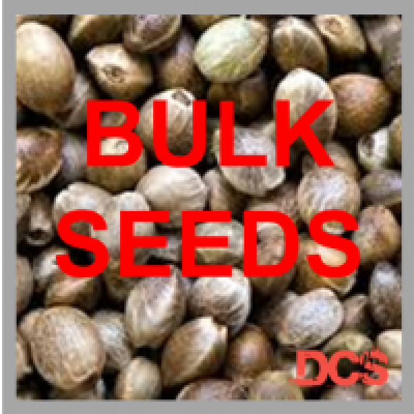 Green Crack Feminised Cannabis Seeds | 100 Seeds Bulk Pack