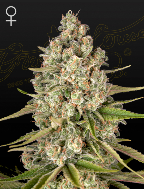Lost Pearl Feminised Cannabis Seeds | Green House Seeds
