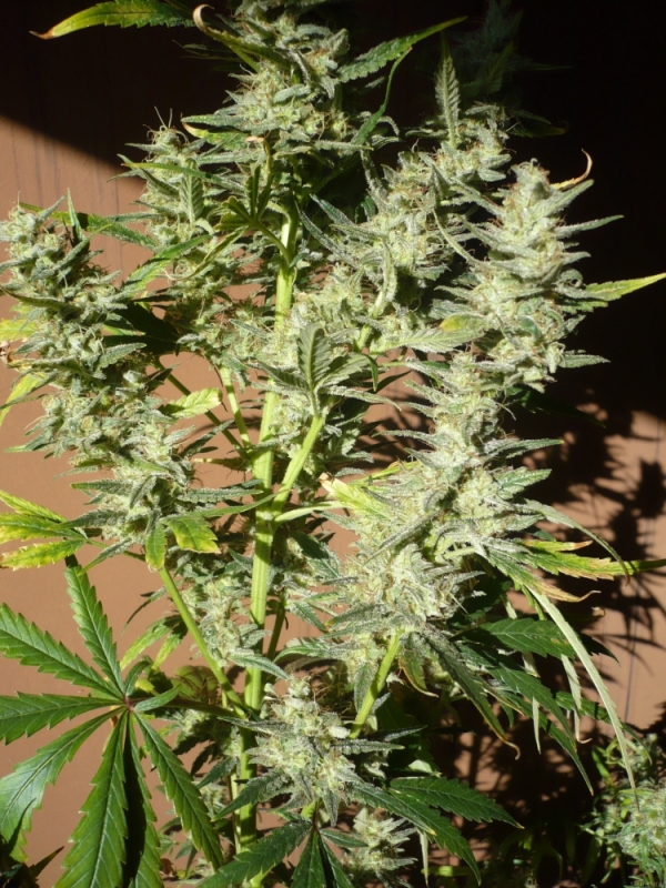 Mango x Widow Regular Cannabis Seeds | Mr Nice Seed