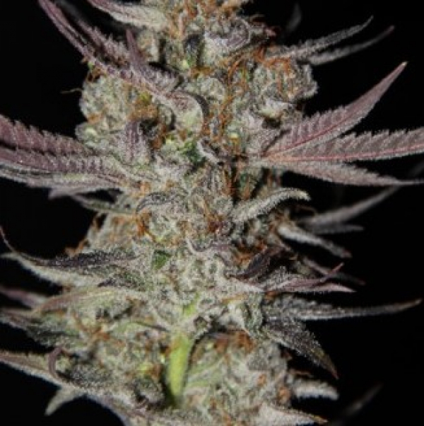 Marion Berry Kush Regular Cannabis Seeds | TGA Seeds