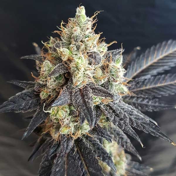 Mighty Grape Regular Cannabis Seeds