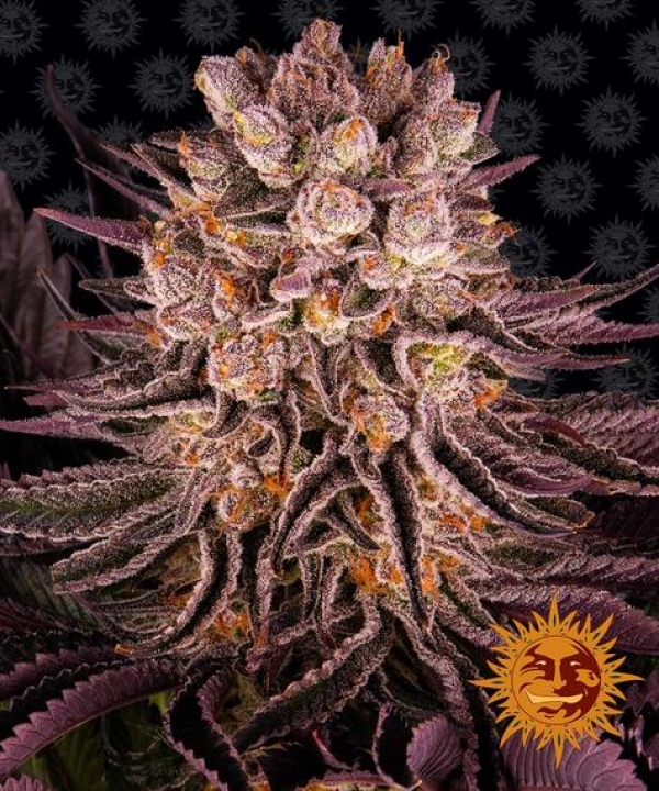 Mimosa x Orange Punch Feminised Cannabis Seeds | Barney's Farm 