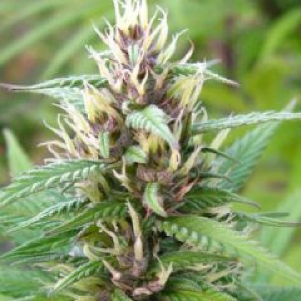 Mind Bender Regular Cannabis Seeds | KC Brains Seeds