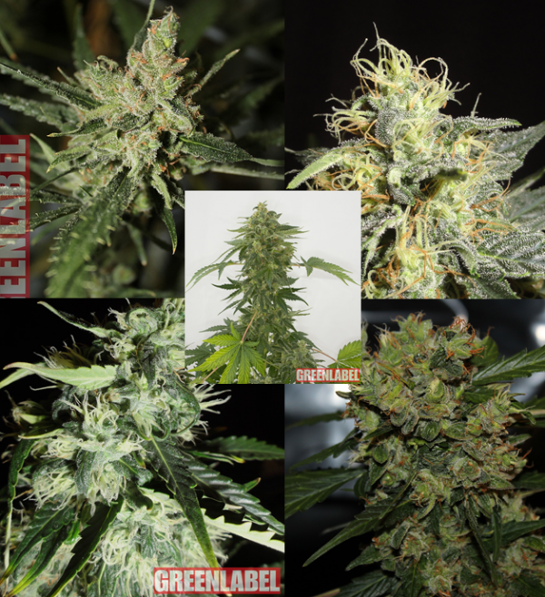 Mix Pack Auto 2.0 Feminised Cannabis Seeds | GreenLabel Seeds