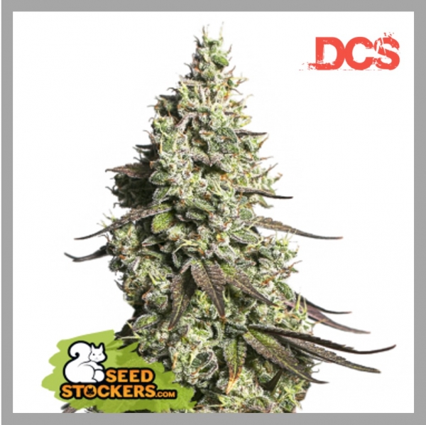 Moby Dick Auto Feminised Seeds | Seed Stockers