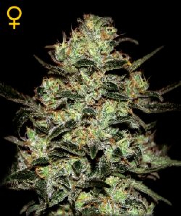 Moby Dick Feminised Cannabis Seeds | Green House Seeds