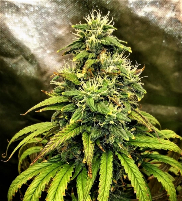 Monolith Mass Feminised Cannabis Seeds | Critical Mass Collective