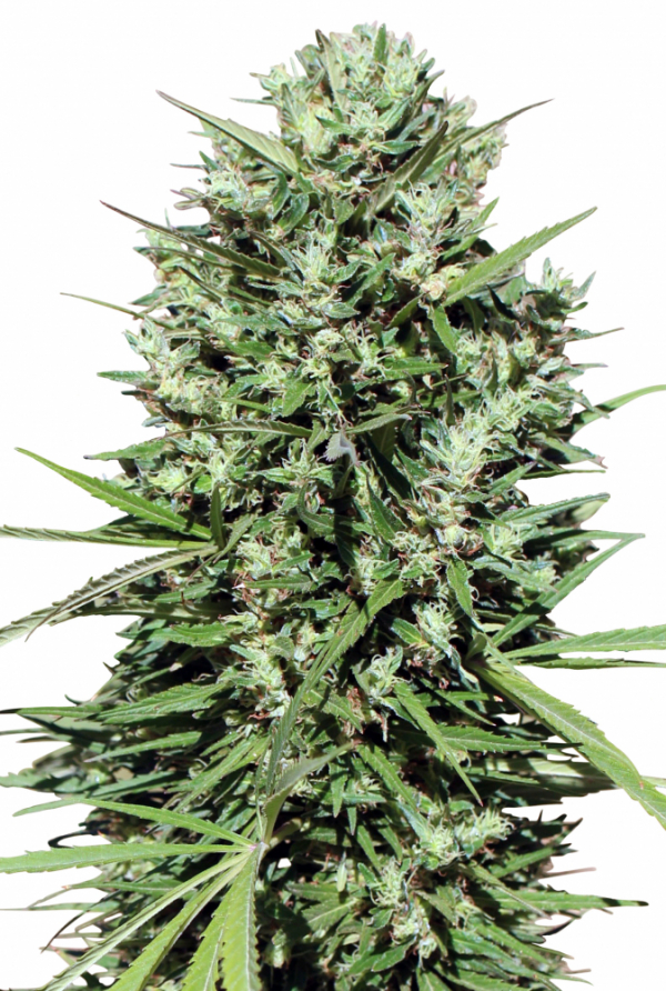 Morocco Beldia Kif Regular Cannabis Seeds | Ace Seeds