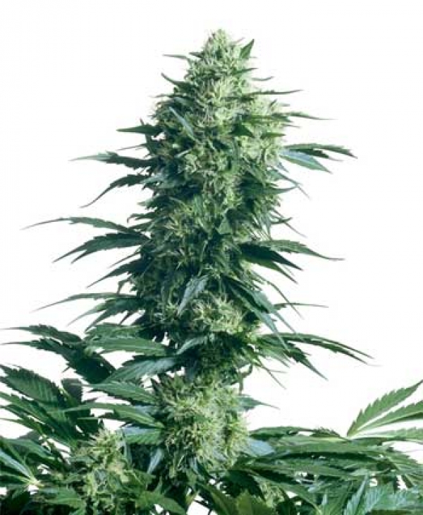 Mother's Finest Regular Cannabis Seeds | Sensi Seeds 