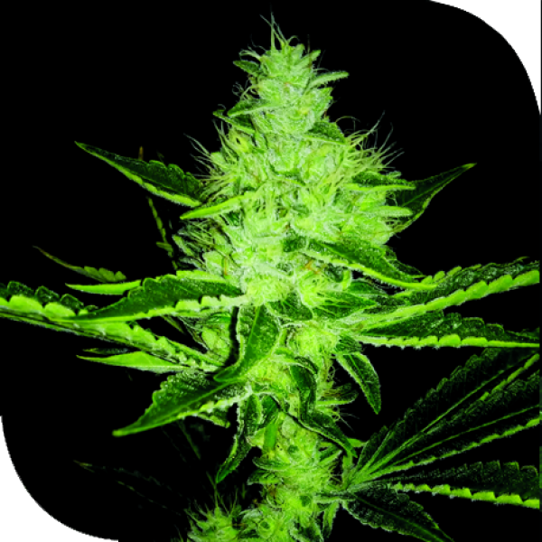 MR-X Lychee Regular Cannabis Seeds | Plantformers
